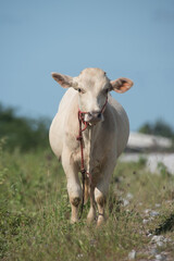 a white cow is standing on grass field and blue sky,selective focus.