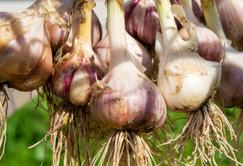 Fresh grown garlic. Agricultural products close-up photo