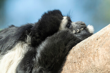 monkey resting