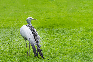 African blue crane close-up on a green grass background