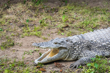 Shot of a freshwater crocodile with open mouth resting on green grass. Huge Alligator.
