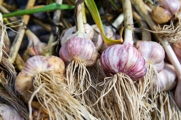 Fresh grown garlic. Agricultural products close-up photo