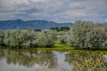 Mountains and trees in the marsh