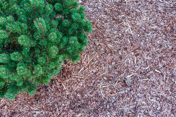 Small pine tree in the garden mulched with natural brown bark mulch. Modern gardening landscaping design. Top view