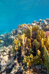 Colorful coral reef at the bottom of tropical sea, yellow fire coral, underwater landscape