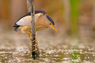 Bączek (Ixobrychus minutus) © Grzegorz