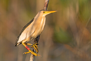 Bączek (Ixobrychus minutus) © Grzegorz