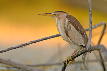 Bączek (Ixobrychus minutus) © Grzegorz