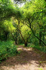 Fototapeta na wymiar Erdeven forest in Brittany region 