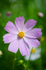 Obraz premium Cosmea