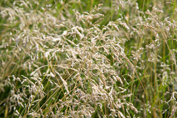 Brown plants in the field.