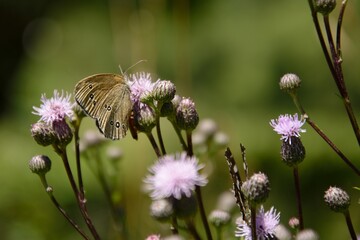 Butterfly Sparrowhawk (Aphantopus hyperantus) on thistle © mik367photo
