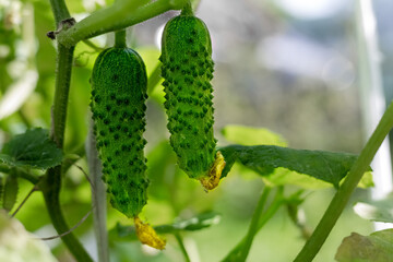 Green cucumbers with pimples ripen in the garden. The concept of harvesting, growing vegetables.