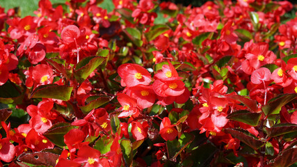 Beautiful blooming red flowers.