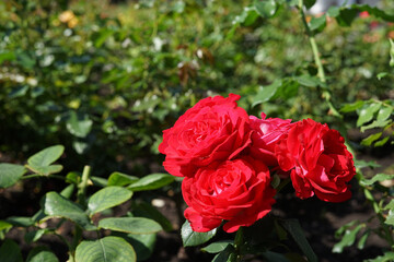 Blooming red roses surrounded by green leaves.