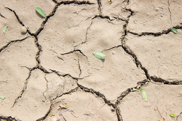 Fototapeta premium Cracked dried clay with dirt.