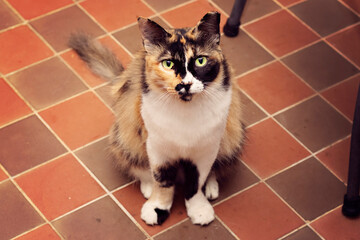 Feral Calico Cat with Clipped or Tipped Ears to indicate that the animal has been spayed or neutered. Beautiful Green Eyes