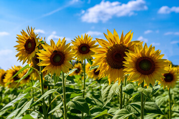 Fototapeta premium Sunflower flowers line up in a sunflower field.