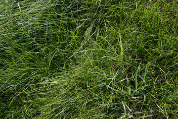 Juicy green long grass.