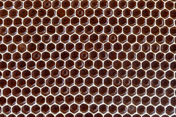 Honeycomb with honey. Background texture and pattern of a section of wax honeycomb from a bee hive filled with honey.