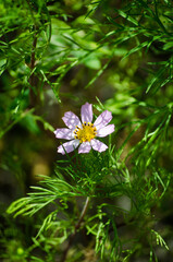 Cosmea