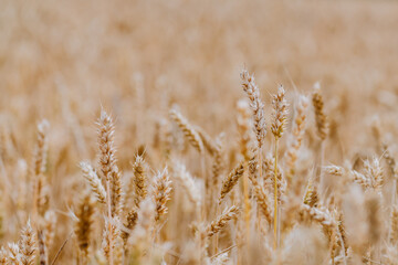Fototapeta premium golden wheat field