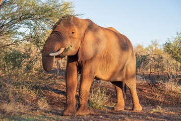 Fototapeta na wymiar Elephant in the Kruger National Park, South Africa on Free Safari.