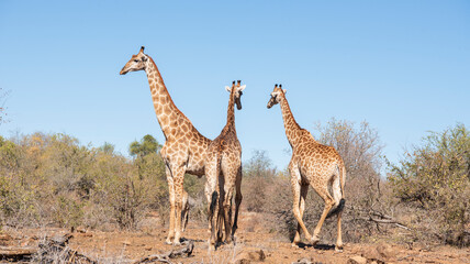 Naklejka na ściany i meble Giraffes in Kruger National Park living nature landscape. South Africa on Free Safari.