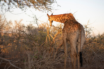 Giraffe in Kruger National Park living nature