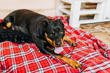A beautiful large black dog of the Rottweiler breed lies on a red checkered rug with an open mouth and a long tongue. Animal photography, close-up portrait of a pet.