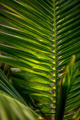 Green leaves of palm tree at sunset.