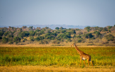 giraffe walking in the savannah