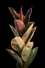 Rubber Tree plant or Ficus elastica on the black background
