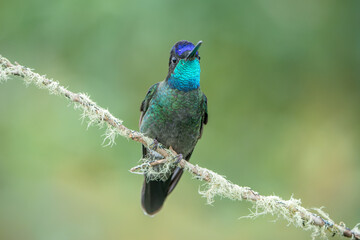 Iridescent Talamanca Hummingbird, Eugenes spectabilis, perched in Costa Rica's Highlands