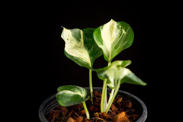Epipremnum Aureum Manjula in pot on the black background