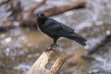 Perching American Crow (Corvus brachyrhynchos)