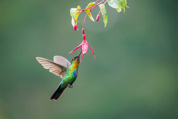 Fierythroated Hummingbird Panterpe Insignis Feeding