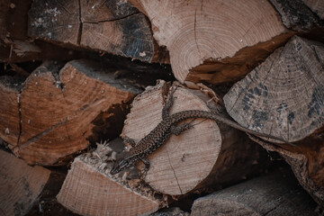 Lizard reptile close up on wood timber log