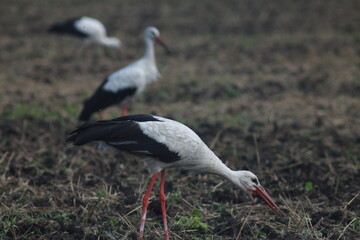 Fototapeta premium Storks In The Field After Harvest