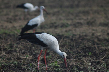 Storks In The Field After Harvest