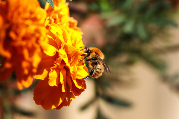 Bee on a flower in a sunny day