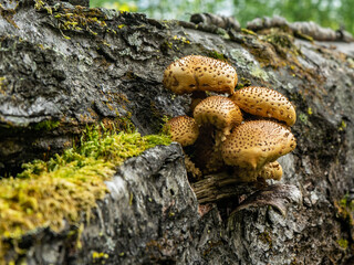Pholiota aurivella. Golden-colored mushrooms grow on a tree