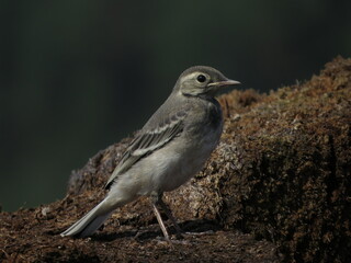 Photo of a bird in a picturesque location
