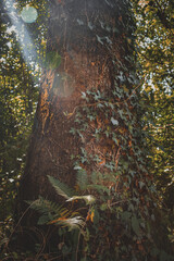 looking up at summer autumn green trees in forest with sunshine ferns ivy bark