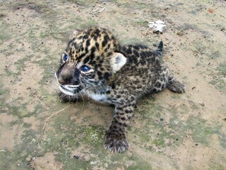 Filhote de onça © maffeifabio