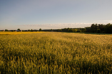 Cereal in the field before harvest on a sunny summer day. Summer. Day.