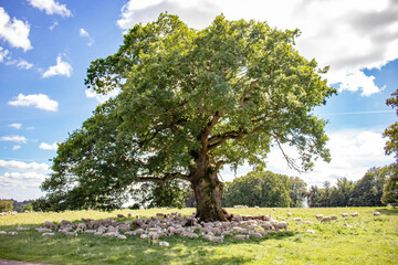 Old oak tree in the meadow.