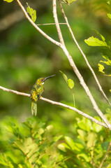 bird on the branch