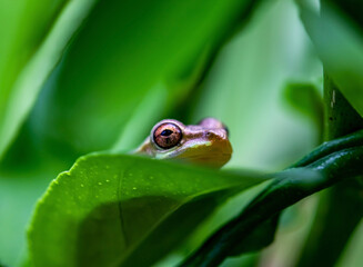 green tree frog