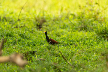 bird in the grass